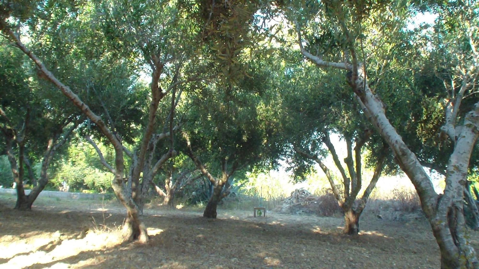 Creta Vassakis Studios Kéfalos Exterior foto
